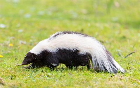 What To Do About Skunks Hanging Around Your Yakima County Yard