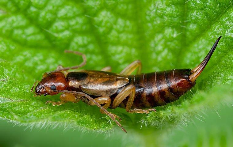 What You Should Know If You're Seeing Earwigs Around Your Kittitas ...