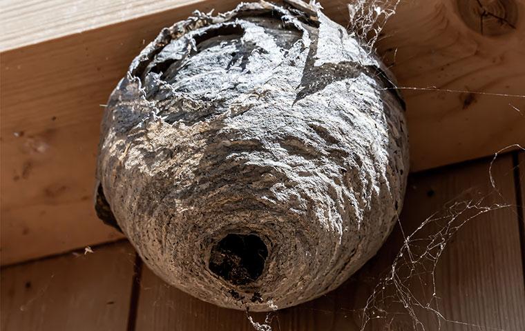 How To Keep Problematic Wasps And Hornets Away From Your Kittitas County Yard 4519