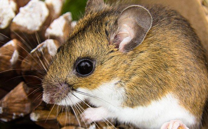 How To Get Rid Of Rodents In Your Kittitas County Home