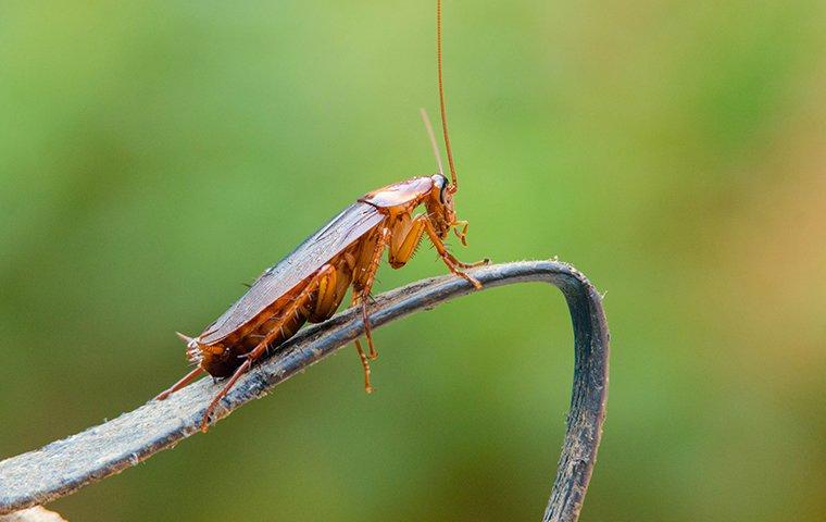 The Ultimate Cockroach Control Guide For Kittitas County Homeowners