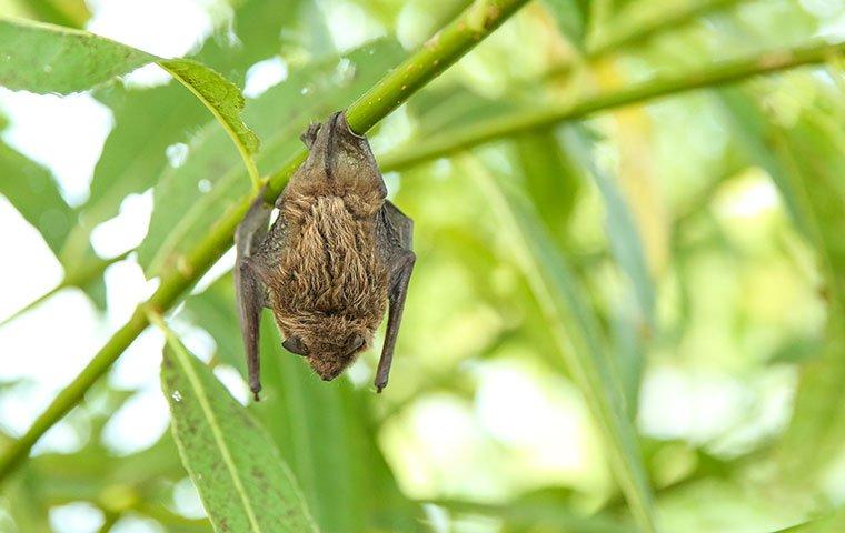 Is It Dangerous To Have Bats Roosting On My Yakima County Property?