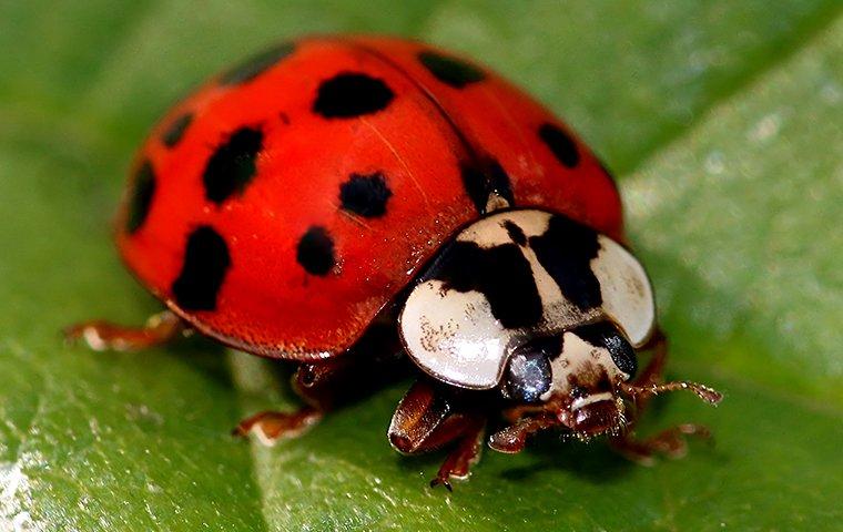 How Bad Is It To Have Lady Bugs Around My Yakima County Home?